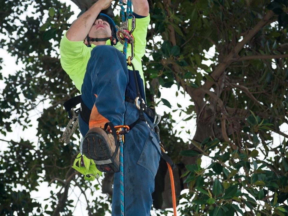 Qualified arborist working in a mature tree during a risk assessment in Aberdeen