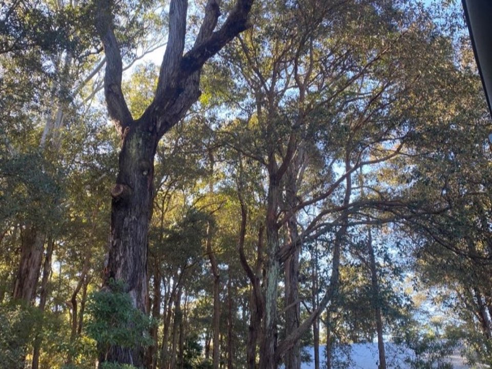 Mature trees in a Aberdeen parkland setting due for routine re-inspection